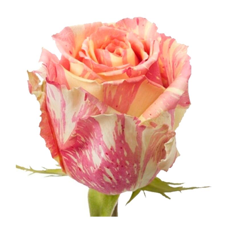 картинка Цветные розы Fiesta от магазина daflor