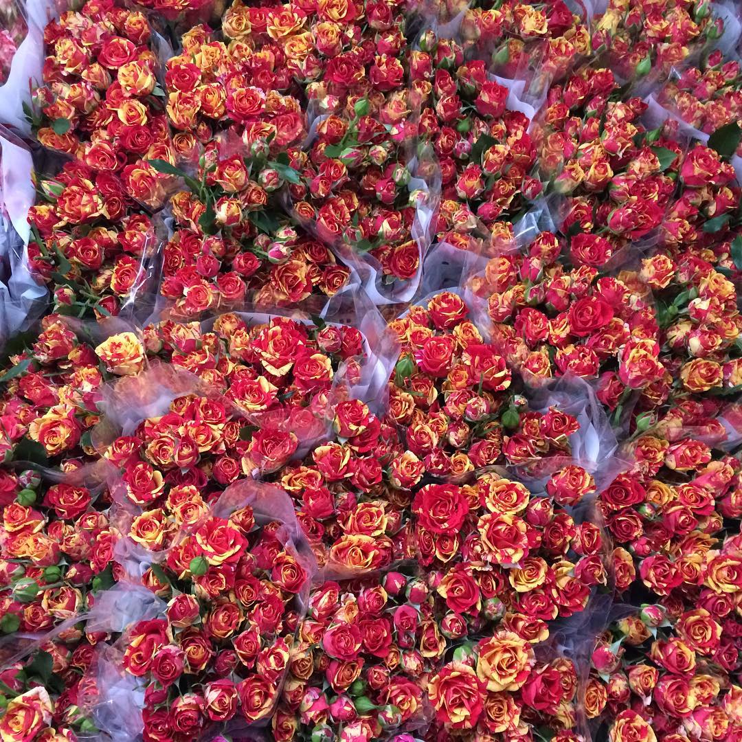 картинка Кустовые розы "Красно-желтые" от магазина daflor