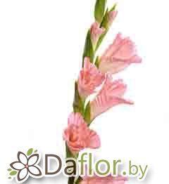 картинка Гладиолус Бен Венуто роз от магазина daflor