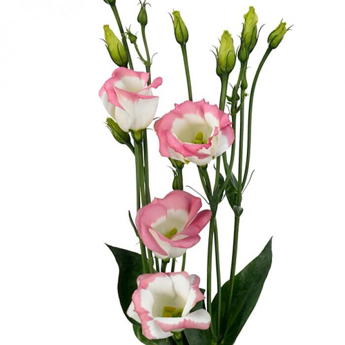 картинка Эустомы бело-розовые от магазина daflor
