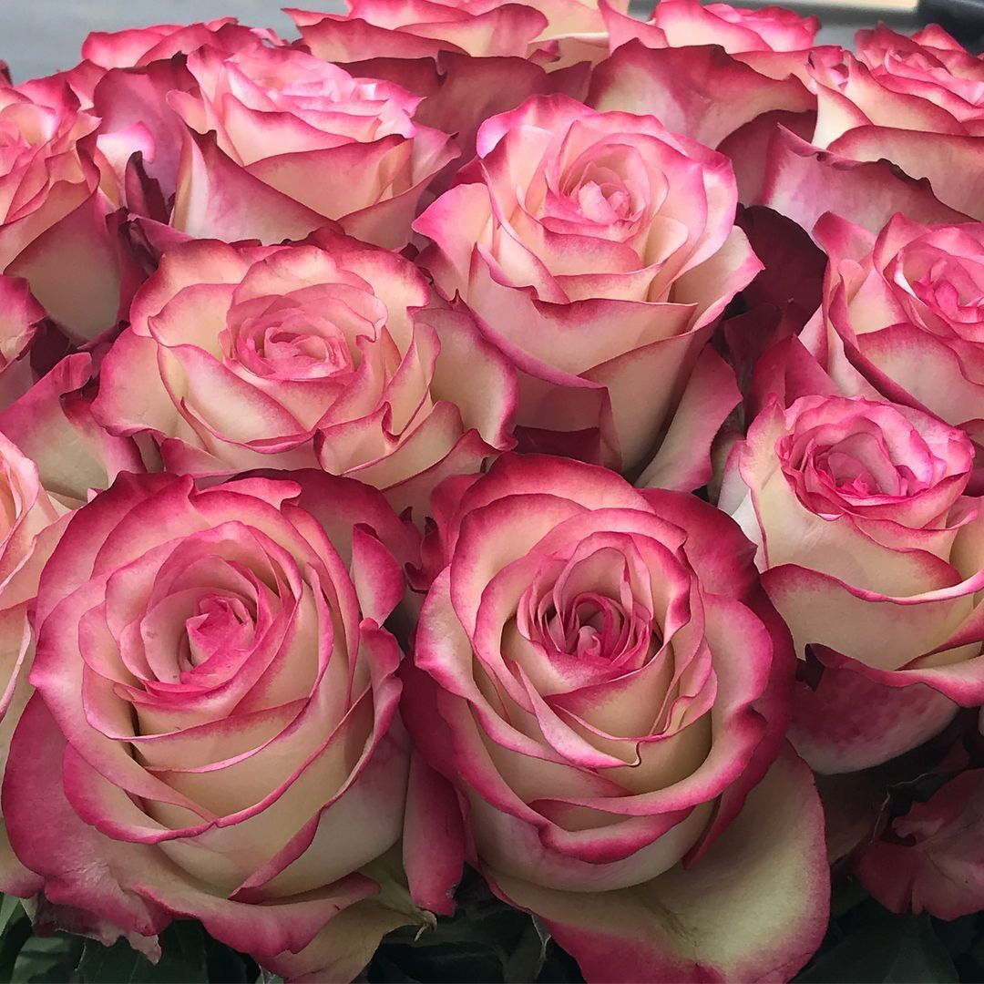 картинка Букет из 51 розы №310 от магазина daflor