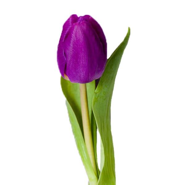 картинка Тюльпаны фиолетовые от магазина daflor