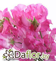 картинка Латирус тем-роз от магазина daflor