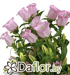 картинка Кампанула роз от магазина daflor