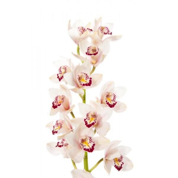 картинка Орхидеи белые от магазина daflor