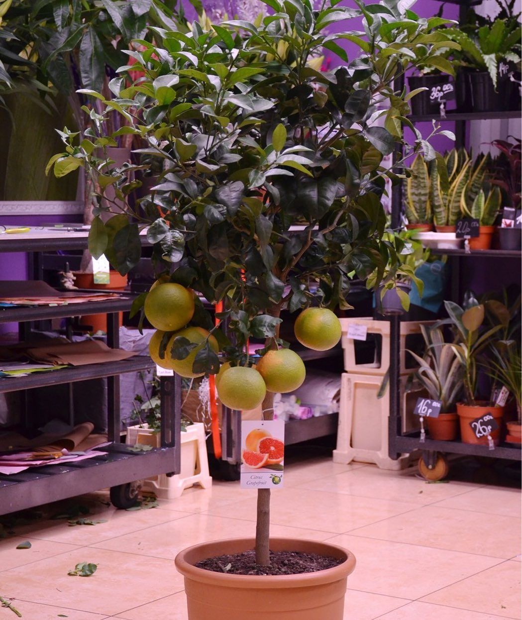 картинка Грейпфрут (160см) Р154 от магазина daflor