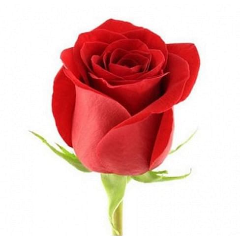 картинка Красная роза Freedom от магазина daflor