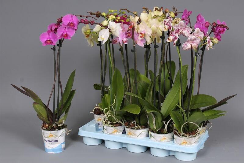 картинка Орхидея Фаленопсис Микс от магазина daflor