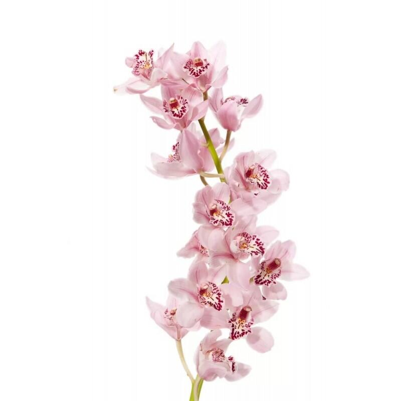 картинка Орхидеи розовые от магазина daflor