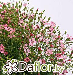 картинка Сапонария роз от магазина daflor