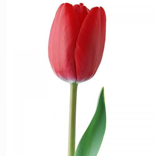 картинка Тюльпаны красные от магазина daflor