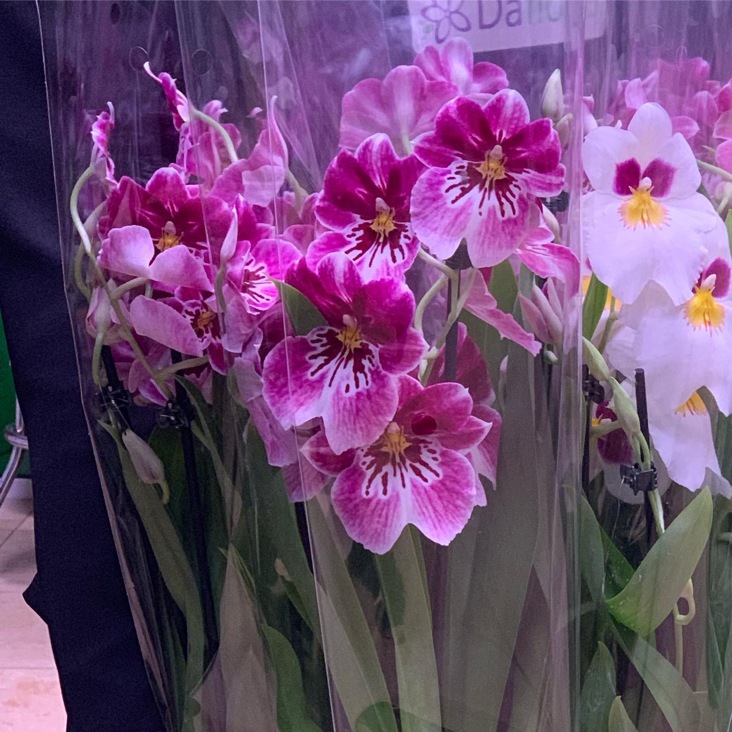 картинка Мильтония (орхидея) Р316 от магазина daflor