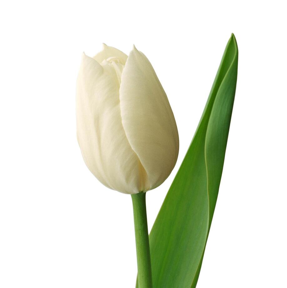 картинка Тюльпаны белые от магазина daflor