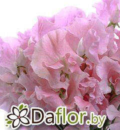 картинка Латирус Мисти роз от магазина daflor