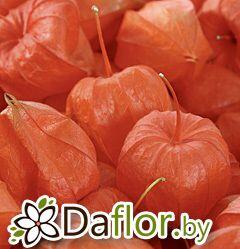 картинка Физалис цветок оранж от магазина daflor