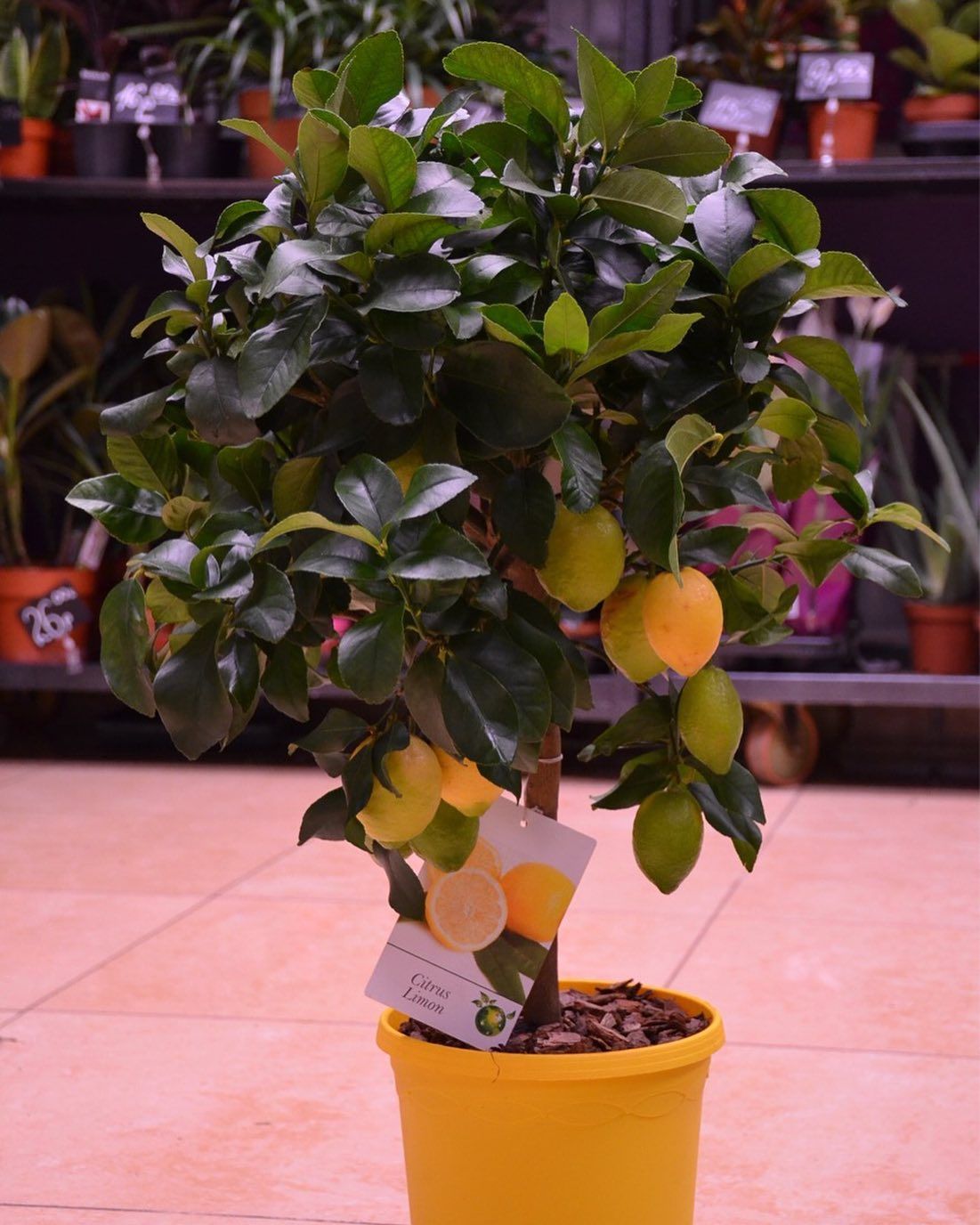 картинка Лимонное дерево Р153 от магазина daflor