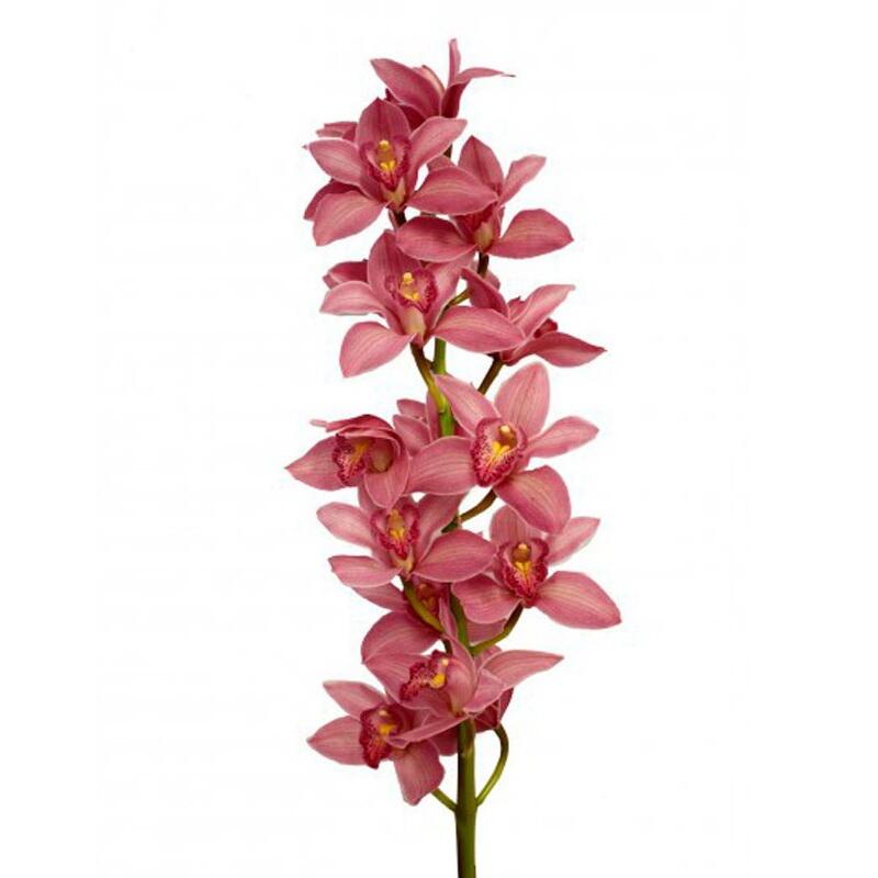 картинка Орхидеи красные от магазина daflor