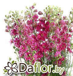 картинка Ларкспур тем-роз от магазина daflor