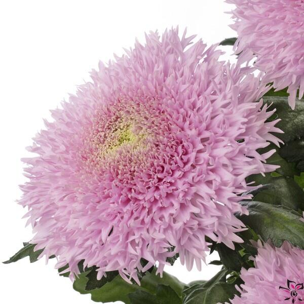 картинка Хризантема Этруско розовая от магазина daflor