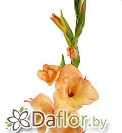 картинка Гладиолус Овации оранж от магазина daflor