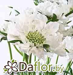 картинка Скабиоза бел от магазина daflor