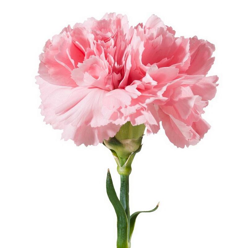 картинка Гвоздики одиночные розовые от магазина daflor