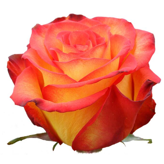 картинка Желтые розы High Orande от магазина daflor