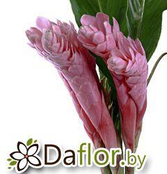 картинка Джинджер роз от магазина daflor