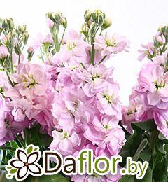картинка Матиола роз от магазина daflor