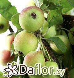 картинка Малус Моллис (яблоко) от магазина daflor
