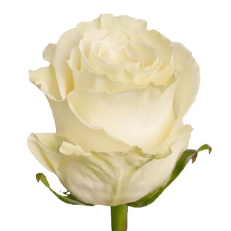 картинка Белые розы Mondial от магазина daflor
