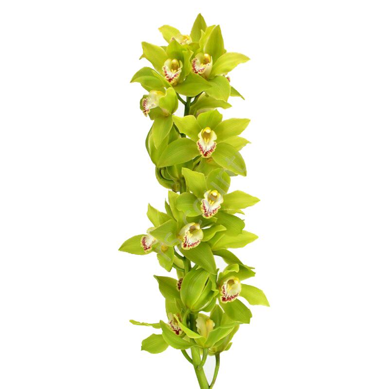 картинка Орхидеи зеленые от магазина daflor