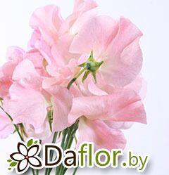 картинка Латирус св-роз от магазина daflor