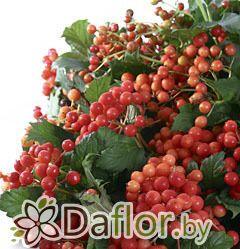 картинка Вибурнум ягоды красн от магазина daflor