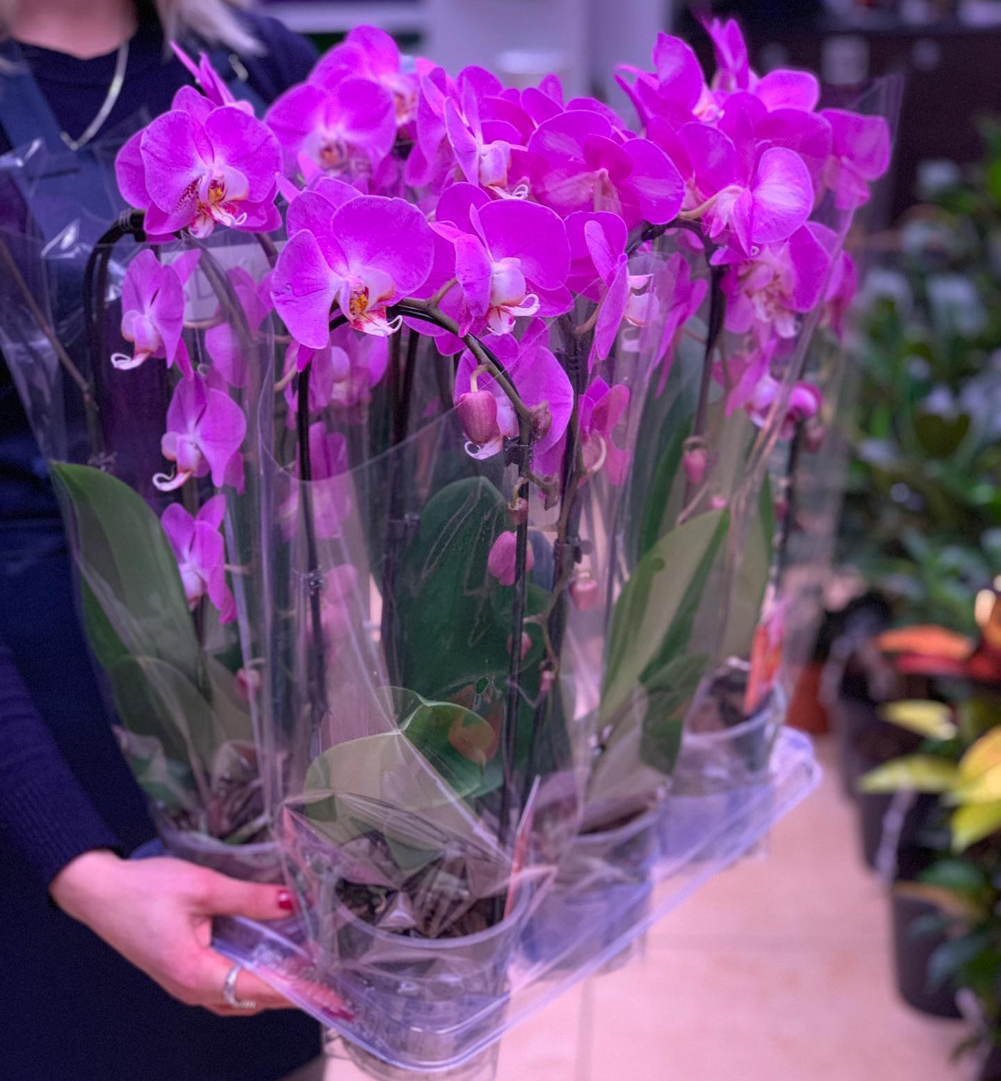 картинка Орхидея Фаленопсис (каскад) Р236 от магазина daflor