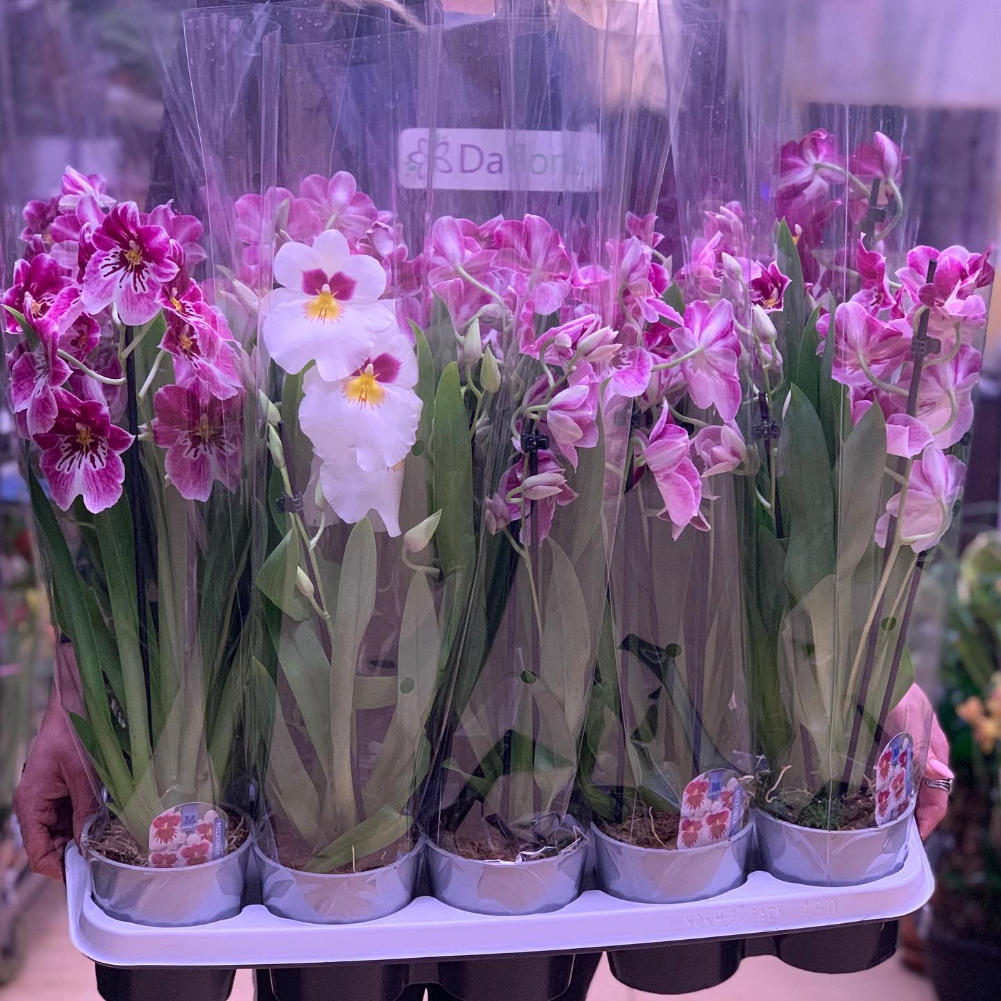 картинка Мильтония (орхидея) Р316 от магазина daflor
