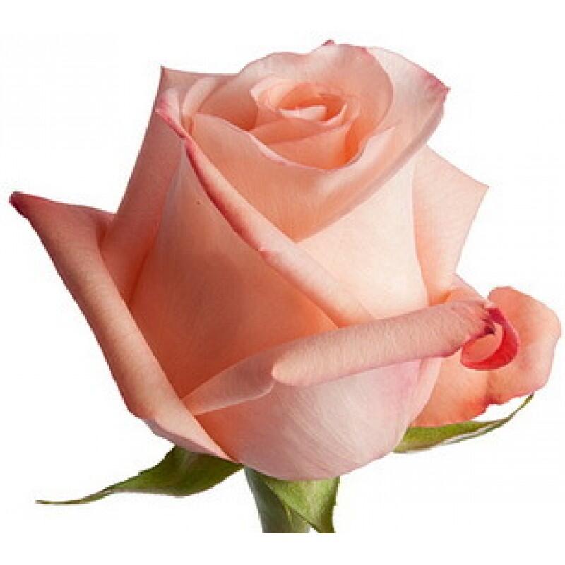 картинка Розовые розы Endgagement от магазина daflor
