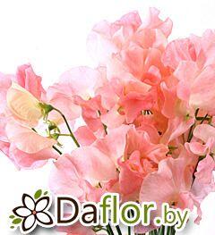 картинка Латирус сальмон от магазина daflor