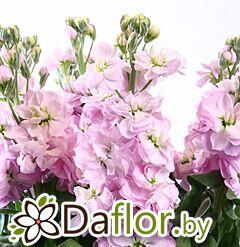 картинка Маттиола Сентум роз от магазина daflor