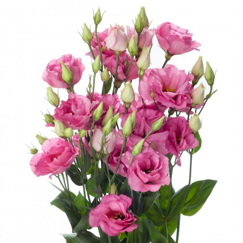 картинка Эустомы розовые от магазина daflor