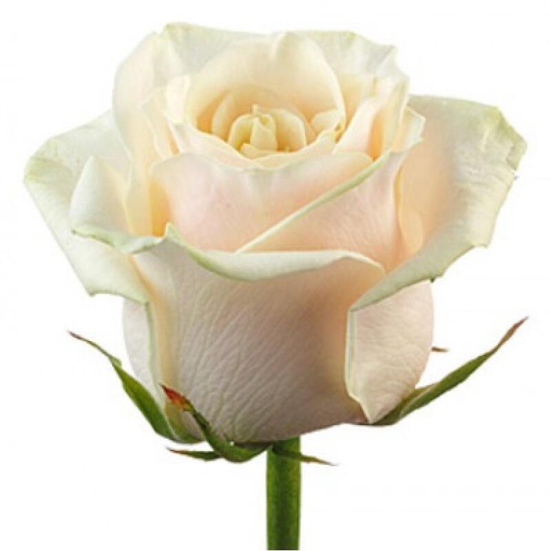 картинка Белые розы Talea от магазина daflor