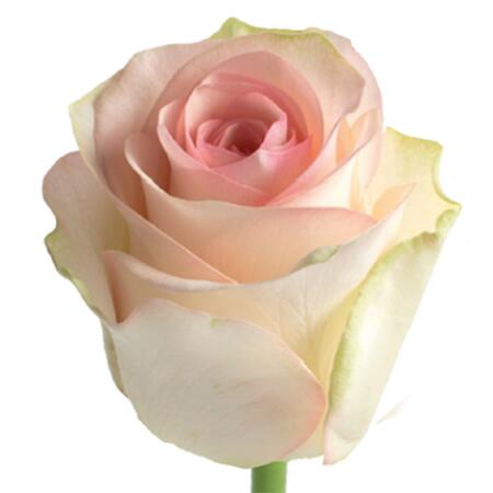 картинка Белые розы Senorita от магазина daflor