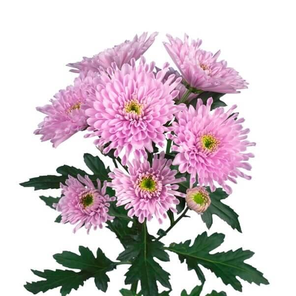 картинка Хризантема Радость розовая от магазина daflor