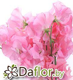 картинка Латирус роз от магазина daflor