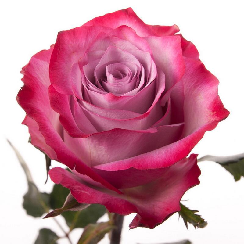 картинка Цветные розы Deep Purple от магазина daflor
