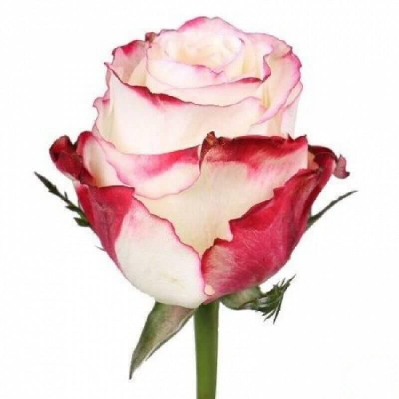 картинка Цветные розы Switnes от магазина daflor