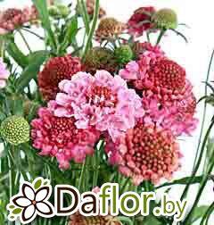 картинка Скабиоза роз от магазина daflor
