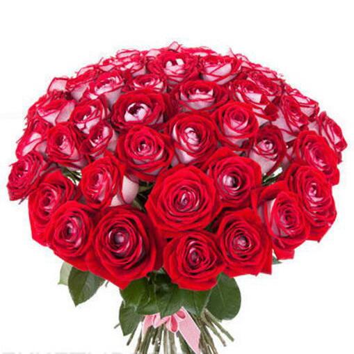 картинка Цветные розы Luxor от магазина daflor