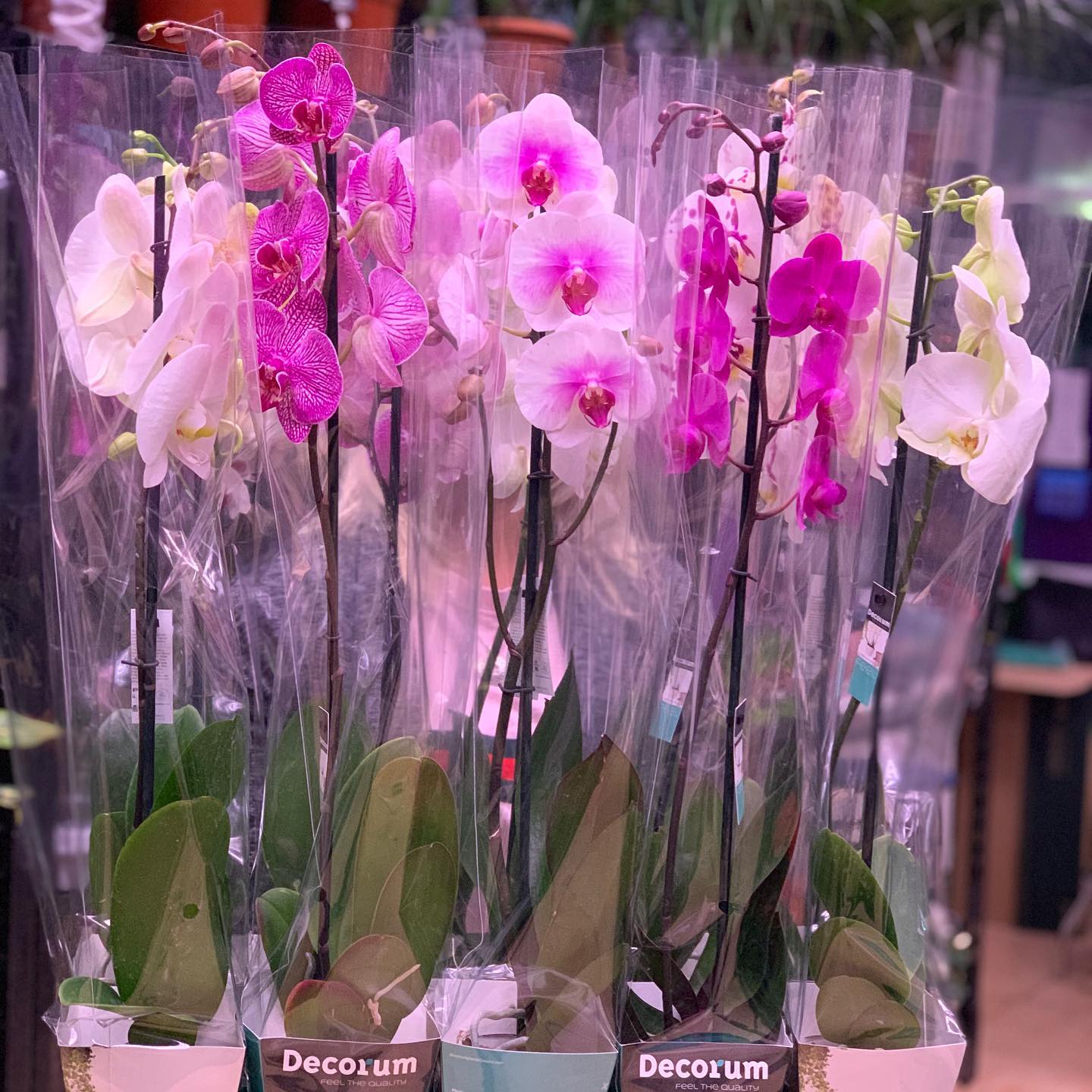 картинка Орхидеи (1 ветка) Р121 от магазина daflor