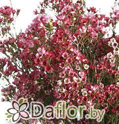 картинка Ваксфлауэр Ревелэйшн роз от магазина daflor